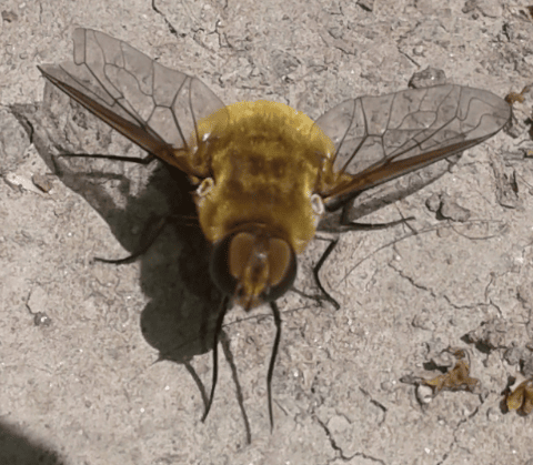 Bombyliidae : Villa sp.?